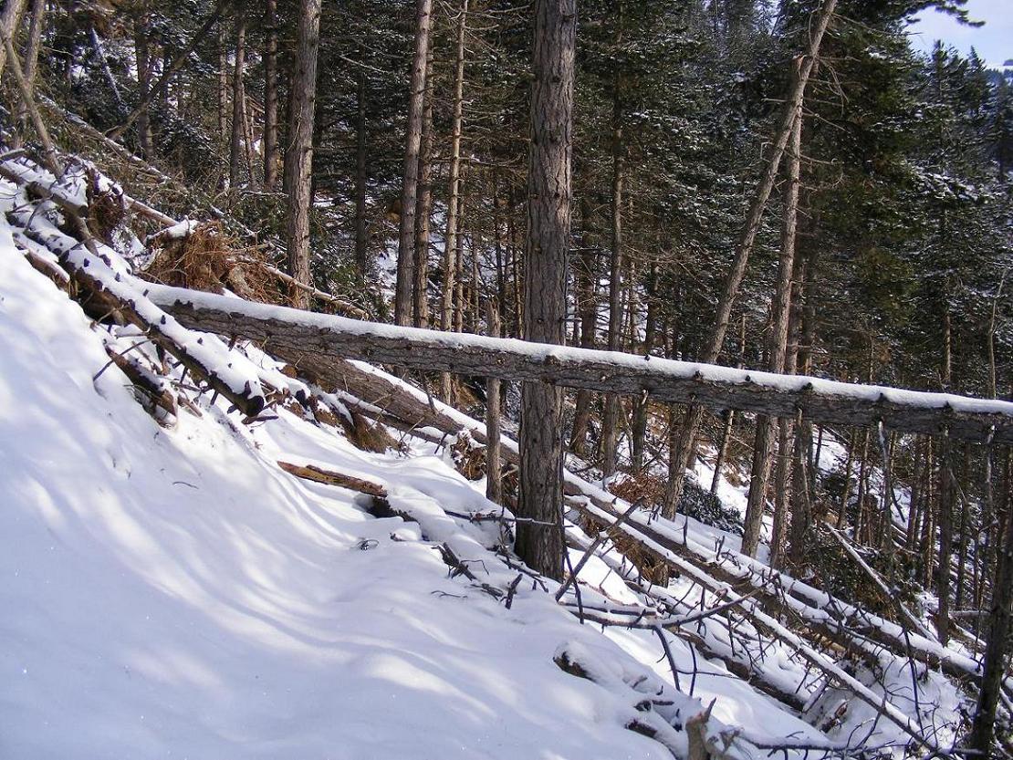 Nel bosco, una inutile strage.